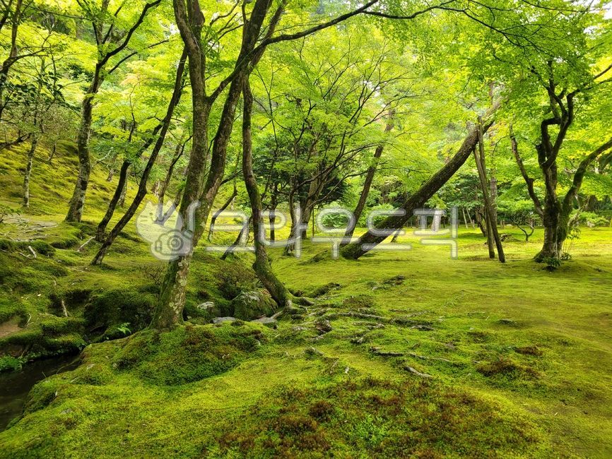 초목,tree,나무,nature,자연,outdoors,옥외,woodland,삼림지,green,녹색,treetrunk,나무줄기,moss,이끼,jungle,밀림,숲,산,초록,연두,정원,산책,하이킹,등산,상쾌,청아한,밝은,햇빛,고요한,산소,산림,여름,나뭇잎,새싹