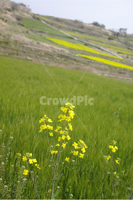 유채꽃,꽃,flower,계절,봄,spring,청보리,보리밭,식물,자연,plants,nature,꽃,flower