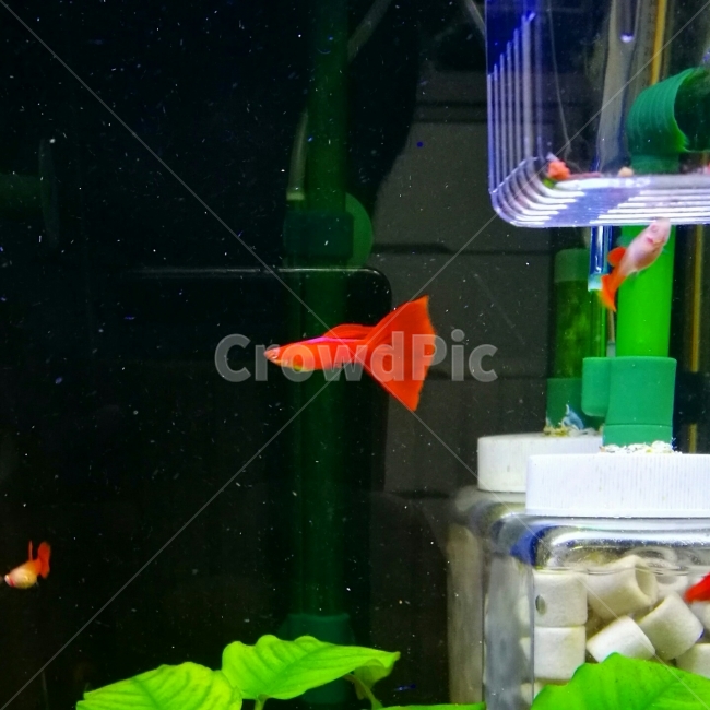 구피,열대어,물고기,수족관,어항,동물,animal,어류,물고기,fish