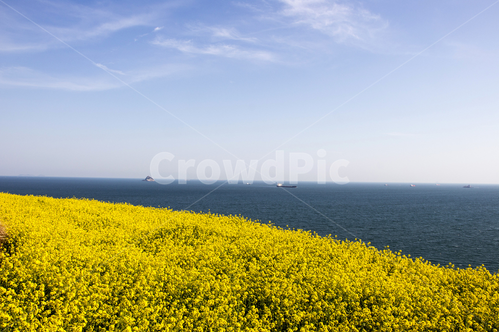 유채꽃,유채,바다,꽃,봄,봄꽃,하늘,구름,봄,계절,spring,season,자연,풍경,nature,landscape,outdoors,옥외,grassland,목초지,field,들,rural,농촌,farm,농장,meadow