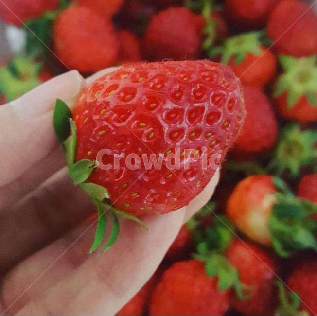 과일,딸기,fruit,음식,손,strawberry,빨간색,봄,food,러브,plant,식물,음식,식재료,요리,food,cook,meal,dishes,food reserves,디저트,간식,후식,dessert,snack