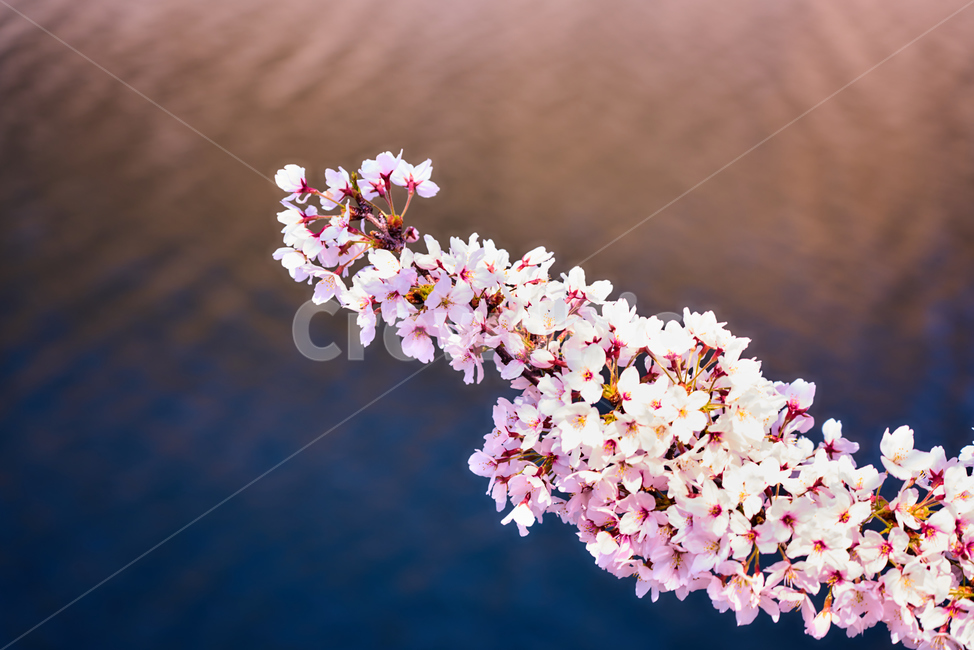 벚꽃,꽃,봄꽃,봄,flower,봄,계절,spring,season,식물,자연,plants,nature,꽃,flower,plant,blossom