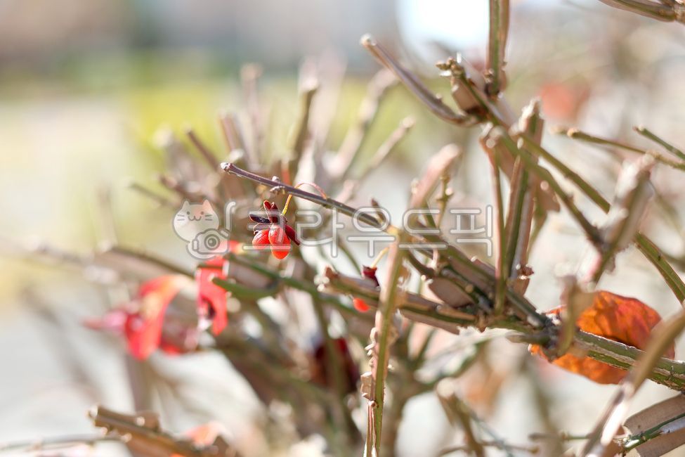 화살나무,화살나무씨방,화살나뭇가지,화살나무열매,awingedeuonymus