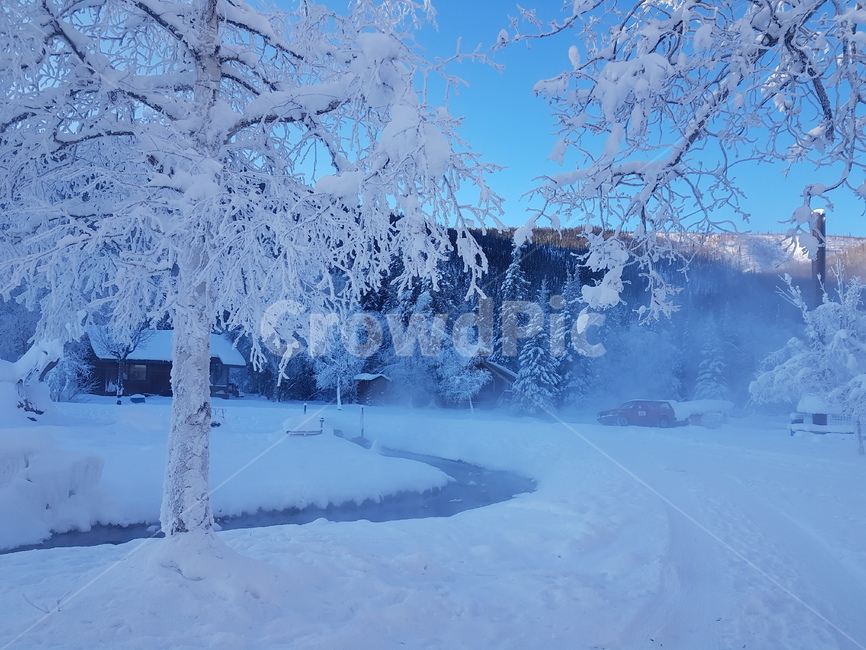 눈,나무,자연,알래스카,눈나무,겨울,snow,nature,winter,alaska