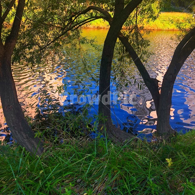 물결,자연,나무,풍경,풀,여유로운,자연,풍경,nature,landscape