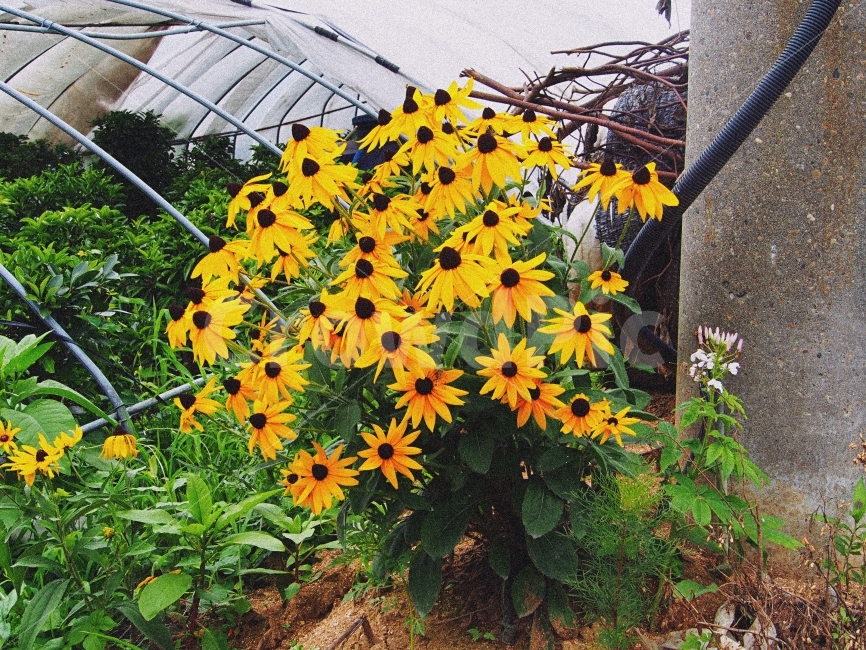 꽃,해바라기,푸르름,감성,자연,식물,자연,plants,nature,꽃,flower