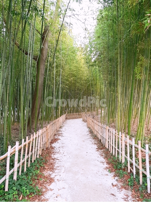 대나무,숲,숲길,자연,산림,naturebamboo,forest
