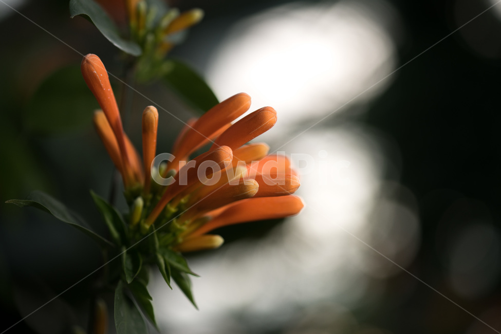 파장화,포장화,꽃,식물,분홍,분홍꽃,덩쿨,식물,자연,plants,nature,꽃,flower