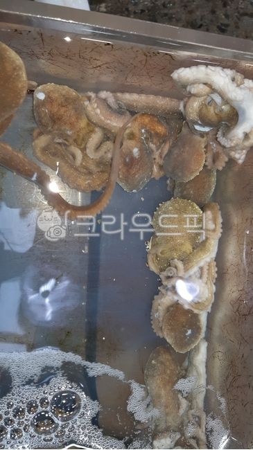 쭈꾸미,활쭈꾸미,산쭈꾸미,냉동쭈꾸미,수산시장,수족관,요리재료