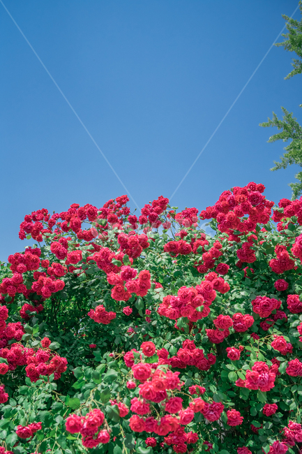 장미,하늘,분홍색,꽃잎,rose,싱그러운,식물,자연,plants,nature,꽃,flower