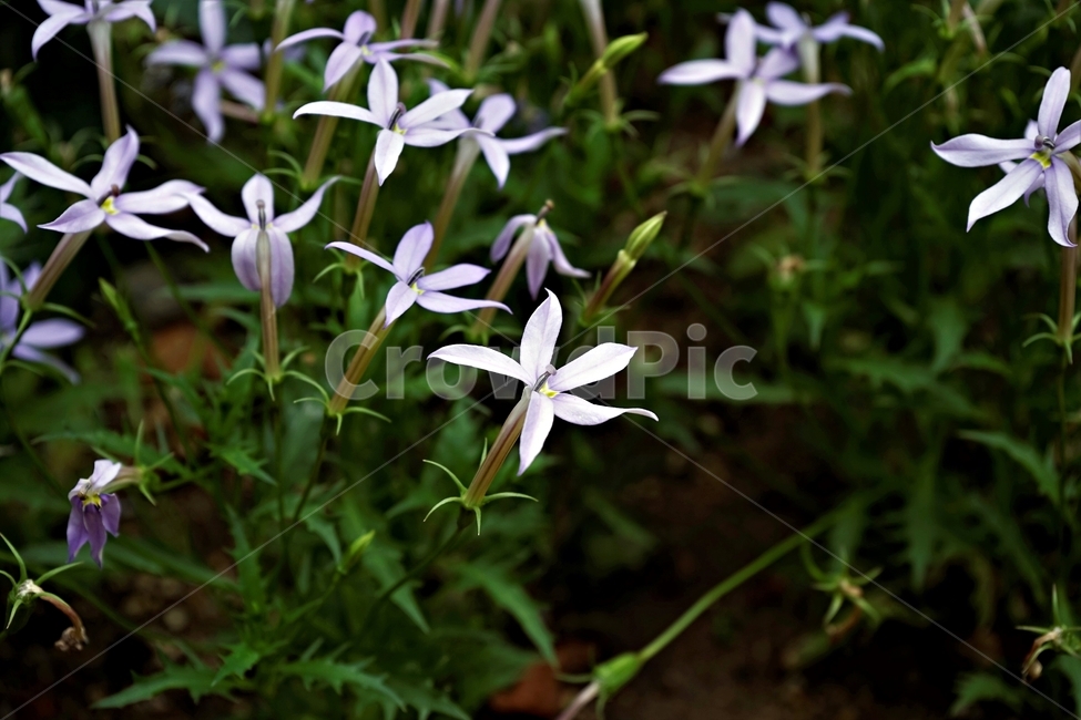봄,꽃,식물,자연,flower,floral