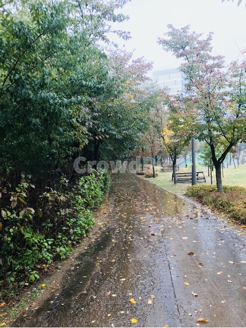 가을,낙엽,희망적인,촉촉한,우수,맑은하늘,외로움,가을,계절,fall,autumn,season,자연,풍경,nature,landscape,asphalt,아스팔트,road,도로,gravel,자갈,dirt road,흙길