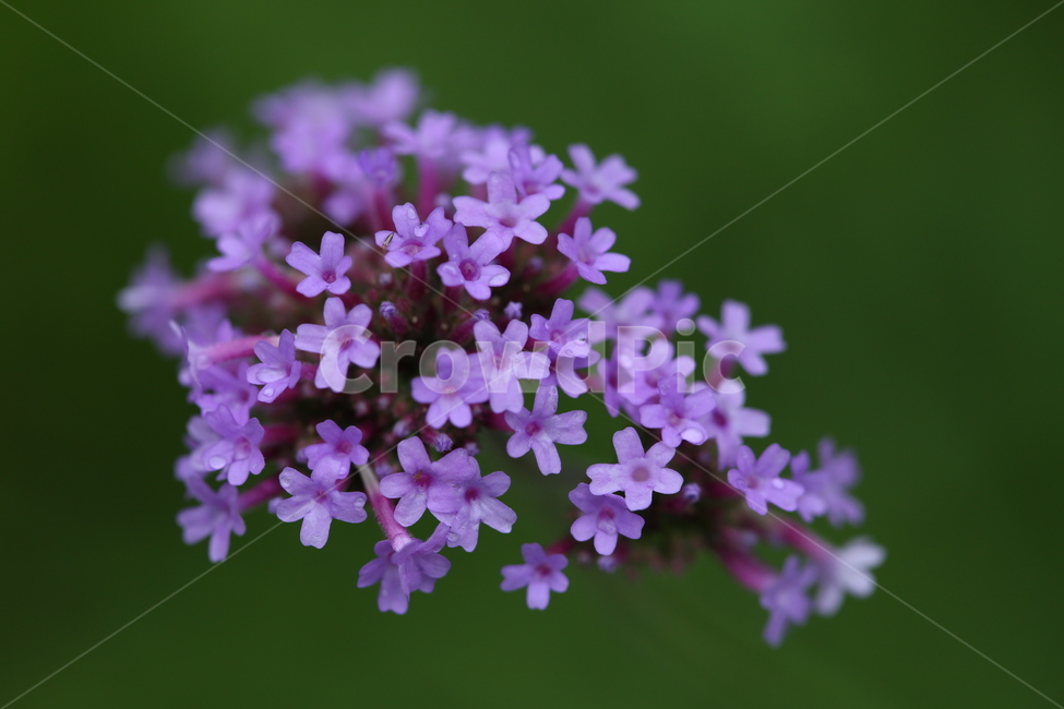 꽃,flower,서울숲,purple,보라색꽃,보라색,식물,자연,plants,nature,꽃,flower