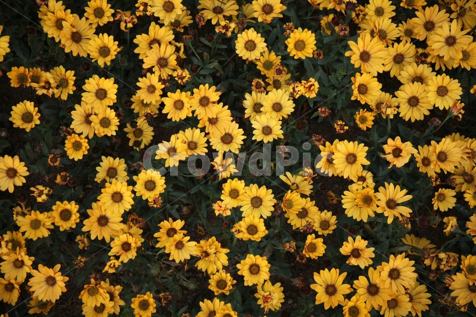 꽃,꽃밭,화훼,플라워,flower,flowergarden