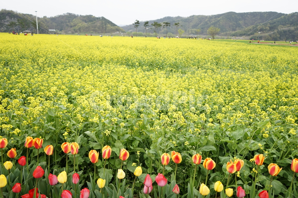 유채꽃,튤립,꽃,노랑,꽃밭,식물,자연,plants,nature,꽃,flower