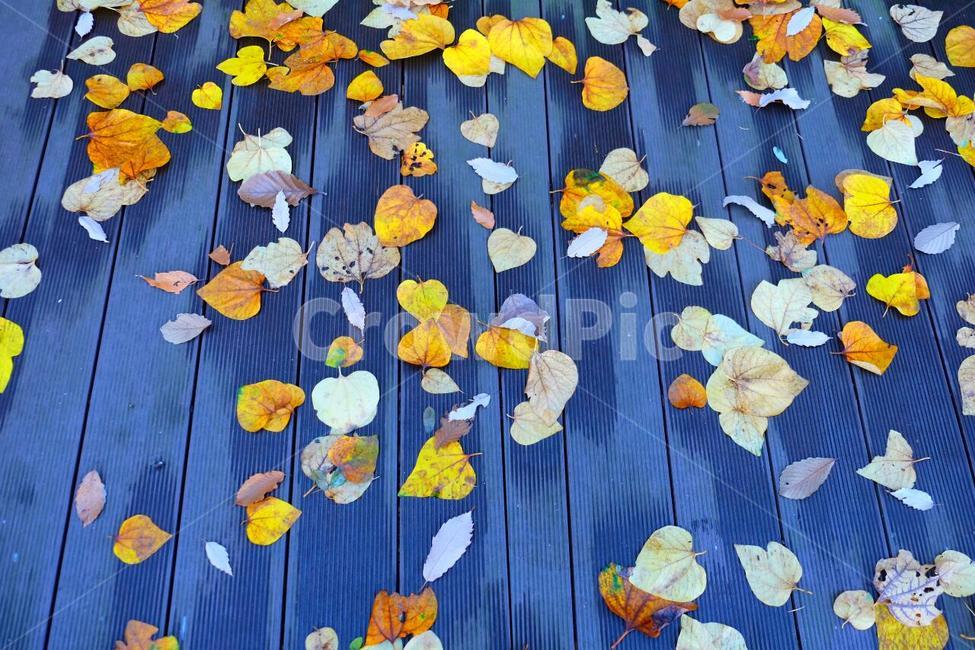 자연풍경,가을,낙엽,감성사진,색감,가을,계절,fall,autumn,season,flower,꽃,blossom,petal,꽃잎,plant,식물