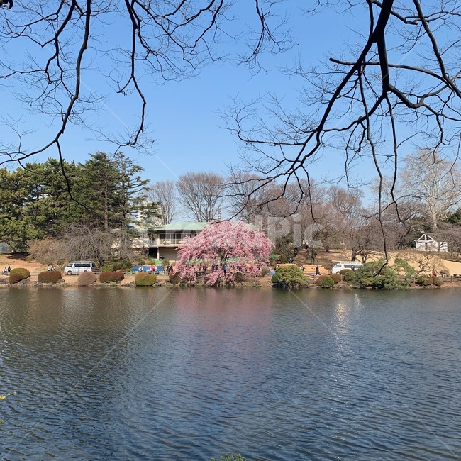 신주쿠,일본,공원,나무,자연,산책,자연,풍경,nature,landscape