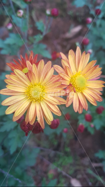 꽃,들꽃,flower,wildflower,꽃잎,petal,floralleaf