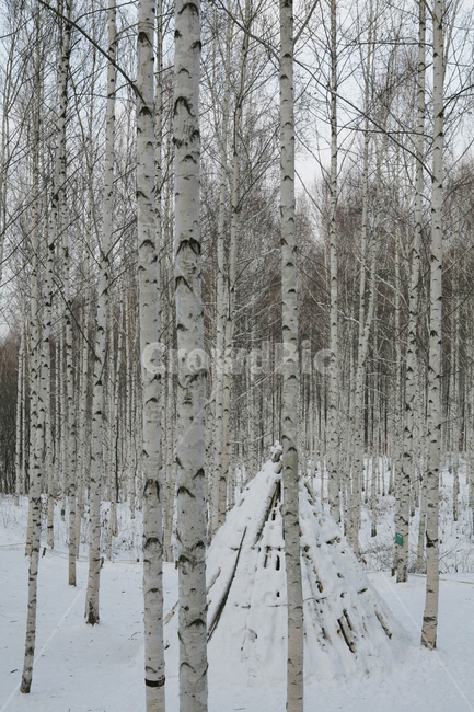 sky,birch tree,snow mountain,snow scene,winter forest,birch,tree,winter,plant,season,birchtree,landscape