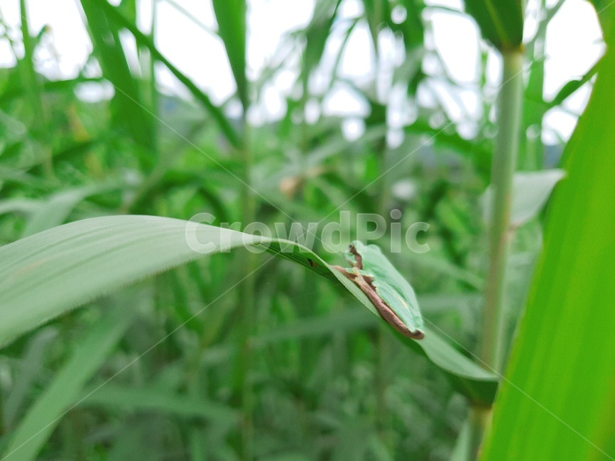 개구리,동물,양서류,frog,animal,보호색,초록,green,파충류,양서류,reptile,amphibian