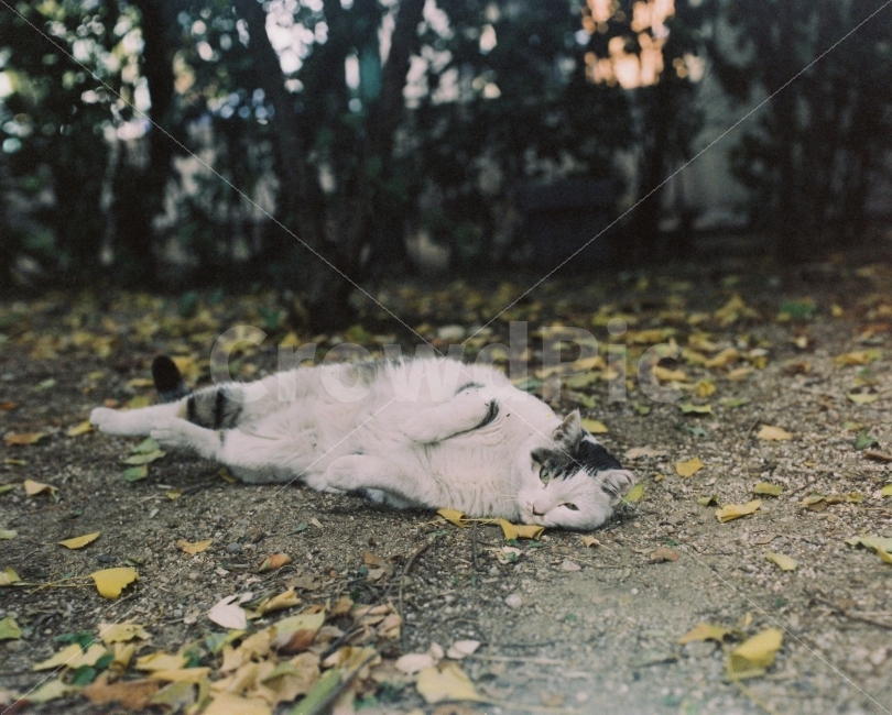 	고양이,길고양이,길냥이,동물,자연,생명,야생동물,미묘,미냥,아련,아련사진,야생,cat,kitty,kitten,cute,lovely,pet,animal,street,streetcat,stray,straycat,wild,wildlife,wildanimal,wildcat,beauty,beautiful,natuer,natural,가을,계절,fall,autumn,season,동물,animal,포유류,mammal,고양이,cat,kitten,kitty,감성,sensible,feeling,ground,바닥