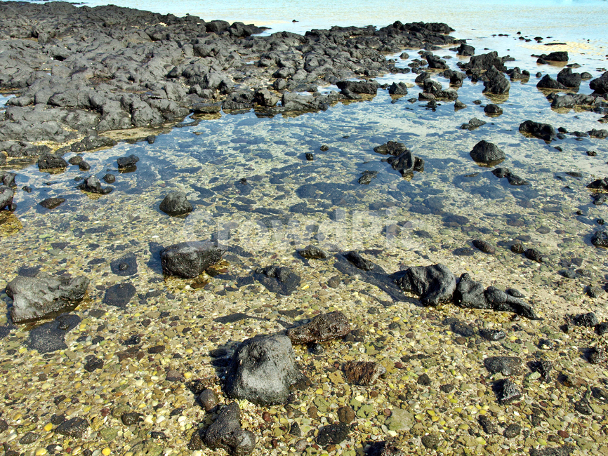 소금막해변,표선,제주,서귀포,썰물,바닷물,조약돌,물결,자연,풍경,nature,landscape,제주도,jeju,jeju island,lizard,도마뱀,reptile,비열한,animal,동물
