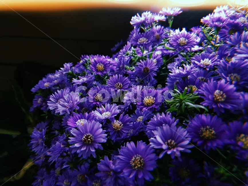식물,아스타,보라색,꽃,빛,희망,필름카메라,감성,추억,밤,plant,purple,flower,violet,light,blossom,식물,자연,plants,nature
