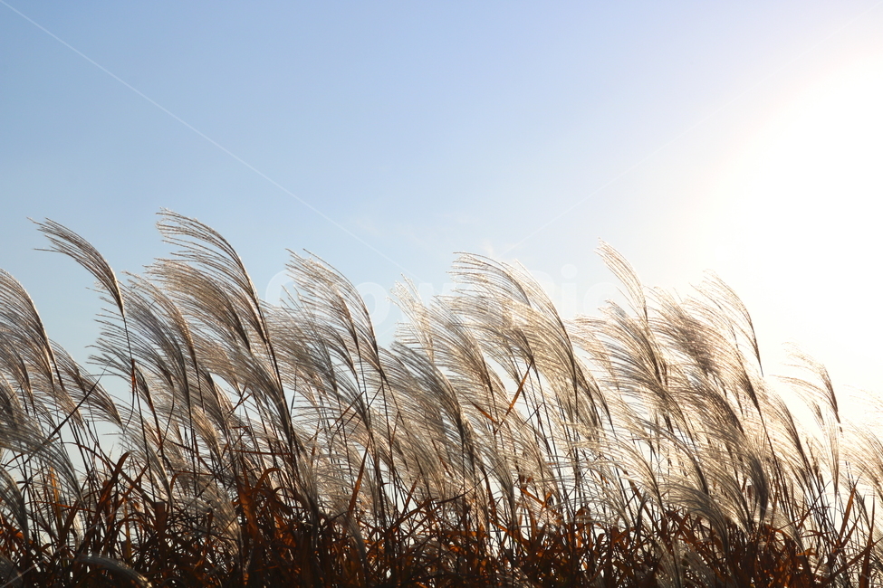 억새,자연,풍경,가을,들풀,하늘,가을,계절,fall,autumn,season,plant,식물,grass,잔디,lawn