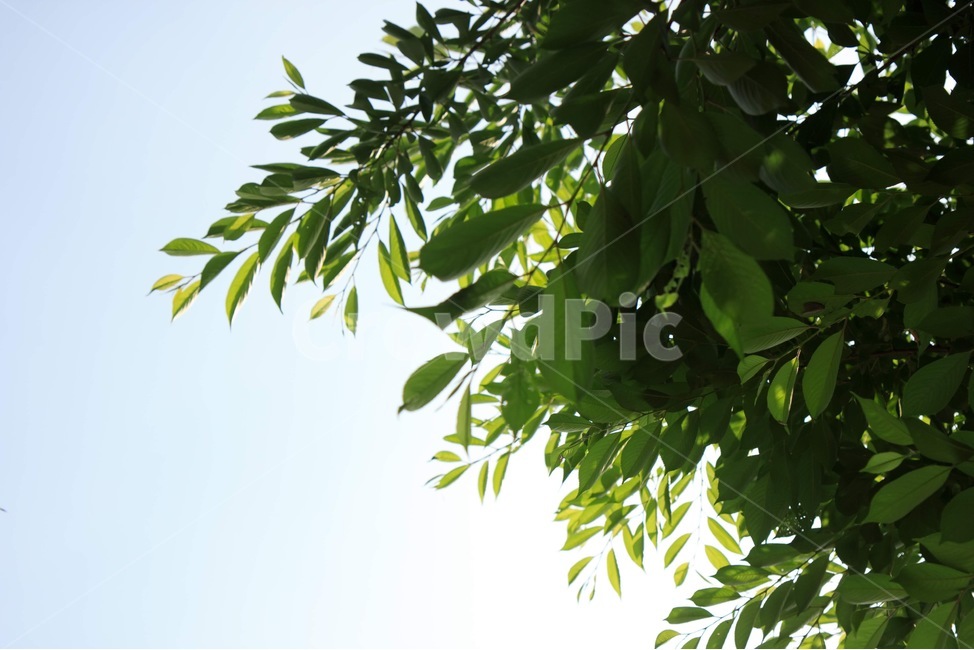 식물,자연풍경,natural,수목원,plant,바탕화면,풍경,자연,나뭇잎,초록,싱그러움,식물,자연,plants,nature