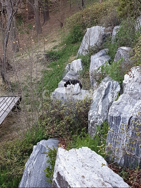고양이,야옹이,길냥이,애옹이,낮잠,오후,오전,산책,비,힐링,잠,cat,돌담,자연,벤치,휴식,애옹쓰,산,동물,animal,포유류,mammal,고양이,cat,kitten,kitty