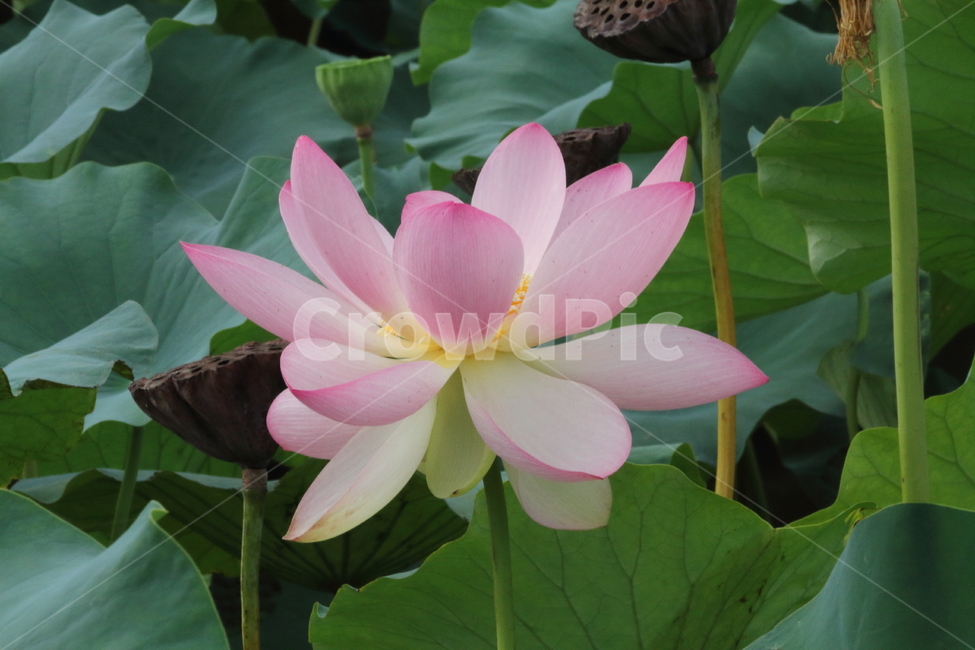 연,연꽃,꽃,식물,lotus,식물,자연,plants,nature,꽃,flower
