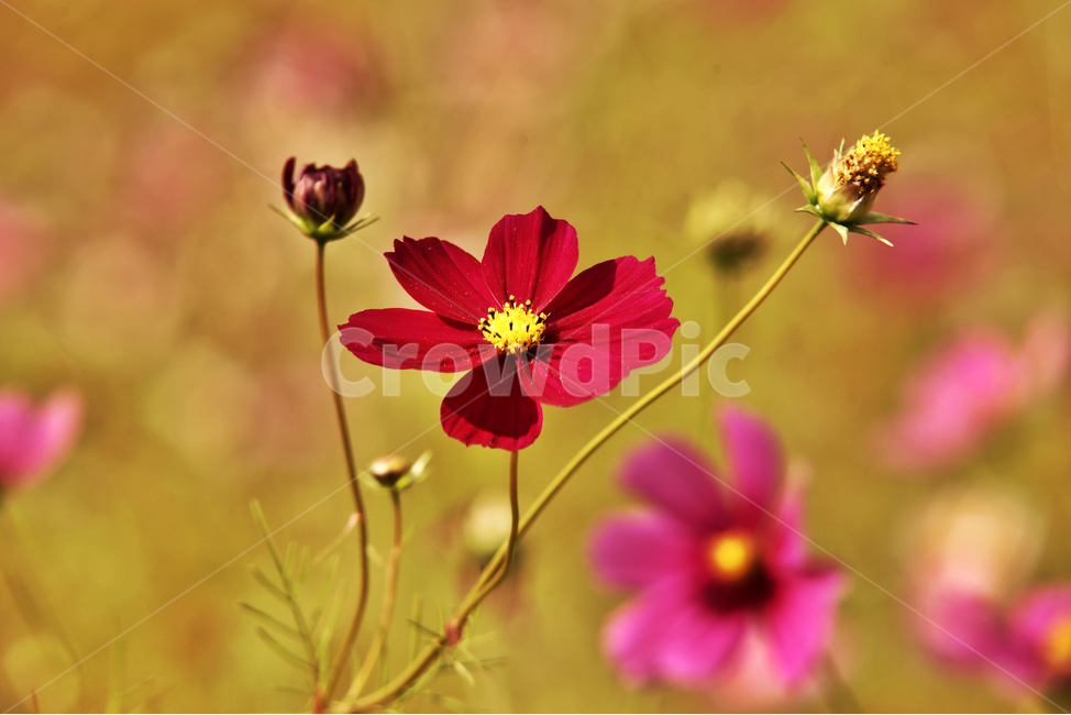 코스모스,가을,계절,꽃,식물,야생화,꽃밭,핑크,자주색,식물,자연,plants,nature,꽃,flower