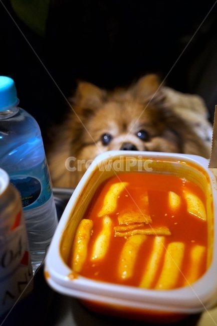 떡볶이,한국음식,음식,강아지,dog,koreanfood,food,red,매운음식