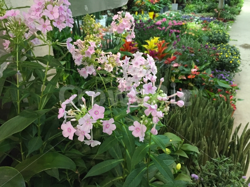 꽃,식물,꽃집,열대화,야생화,식물원,식물,자연,plants,nature,꽃,flower