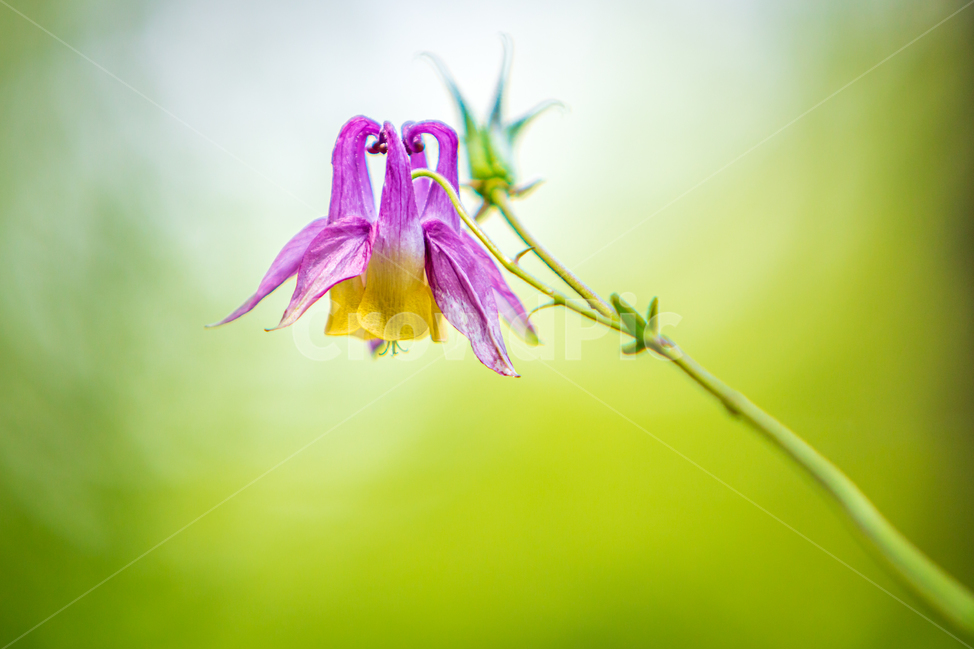 매발톱꽃,화원,자연,식물,꽃,봄꽃,plant,blossom,green,녹색,보라색꽃,flower,식물,자연,plants,nature,꽃,flower