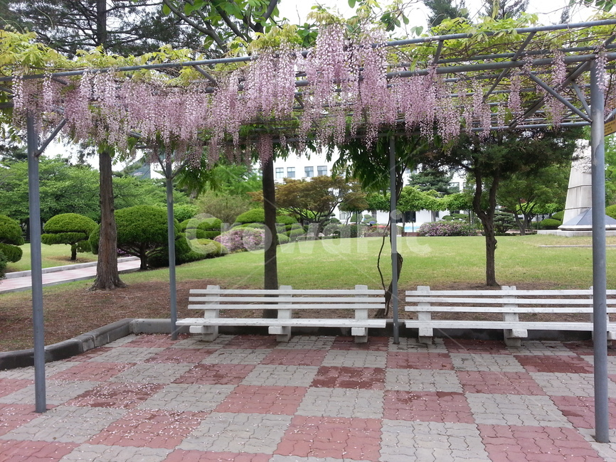 bench,벤치,정원,등나무꽃,outdoors