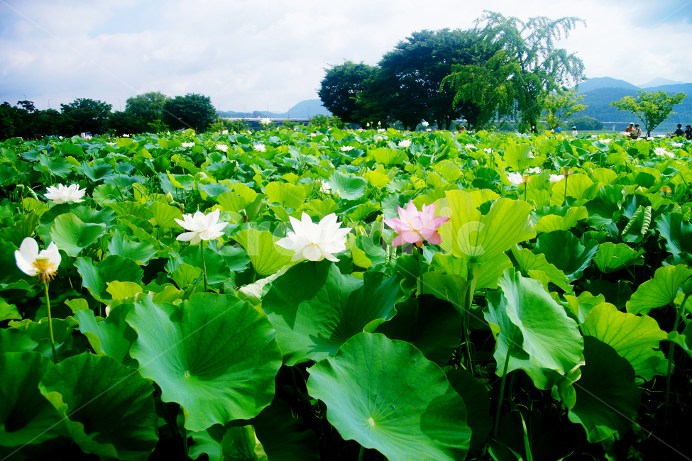 꽃,여름,연꽃,연잎,봉우리,푸른,나뭇잎,식물,자연,plants,nature,꽃,flower