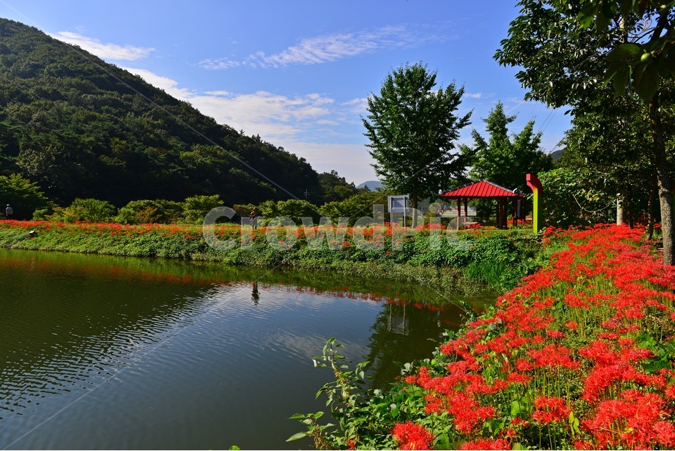 nature,자연,scenery,풍경,outdoors,옥외,landscape,경치,함평,용천사,사적지,문화재,꽃무릇,상사화,사찰,절,불교