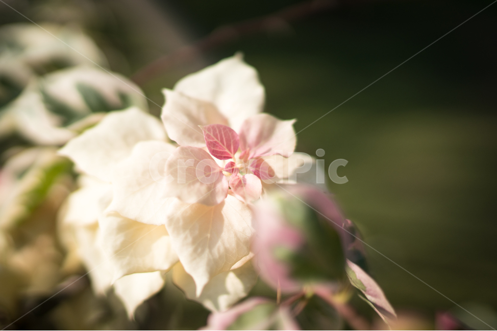 꽃,예쁜꽃,색감,예쁜색감,풍경,자연,식물,자연,plants,nature,꽃,flower,감성,sensible,feeling