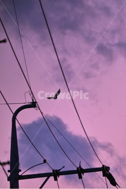 하늘,sky,저녁,먹구름,새,전깃줄,감성,보라,동물,animal,조류,새,birds,실루엣,그림자,silhouette,shadow,색깔,색상,색채,색감,color sense,color sensitivity,feeling of color