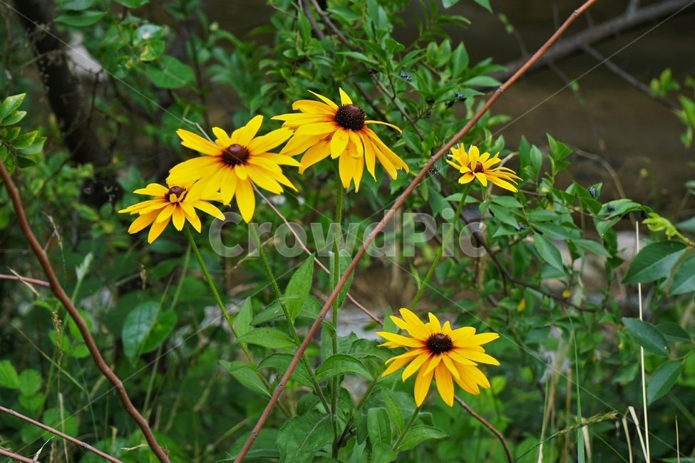 루드베키아,꽃,만개,식물,노랑,개화,yellow,flower,bloom,floral,garden,plant,beautiful,식물,자연,plants,nature,꽃,flower