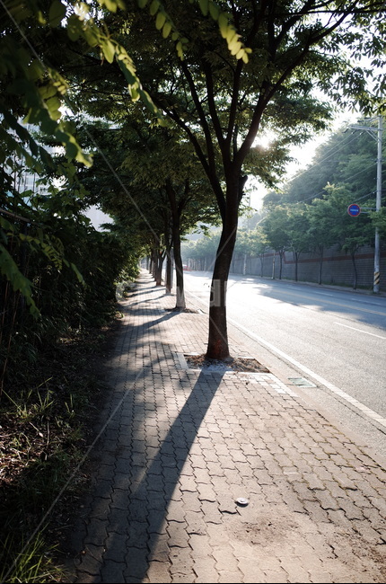 역광,여름,길,산책,도로,인도,가로수