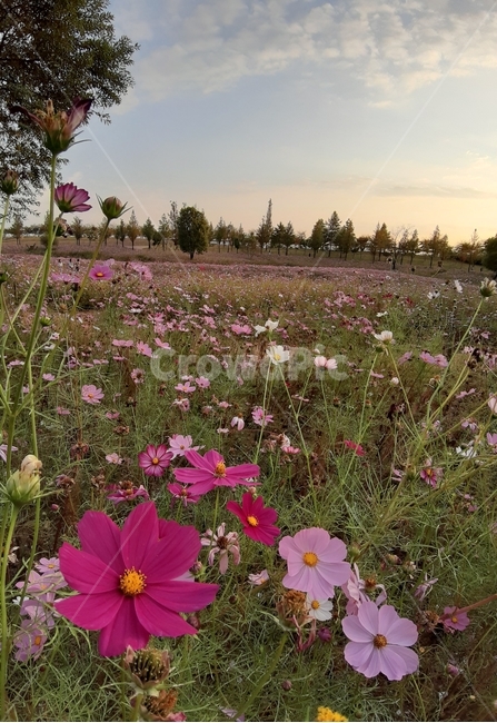 꽃,flower,코스모스,cosmos,가을,식물,plant,하늘,sky,가을,계절,fall,autumn,season