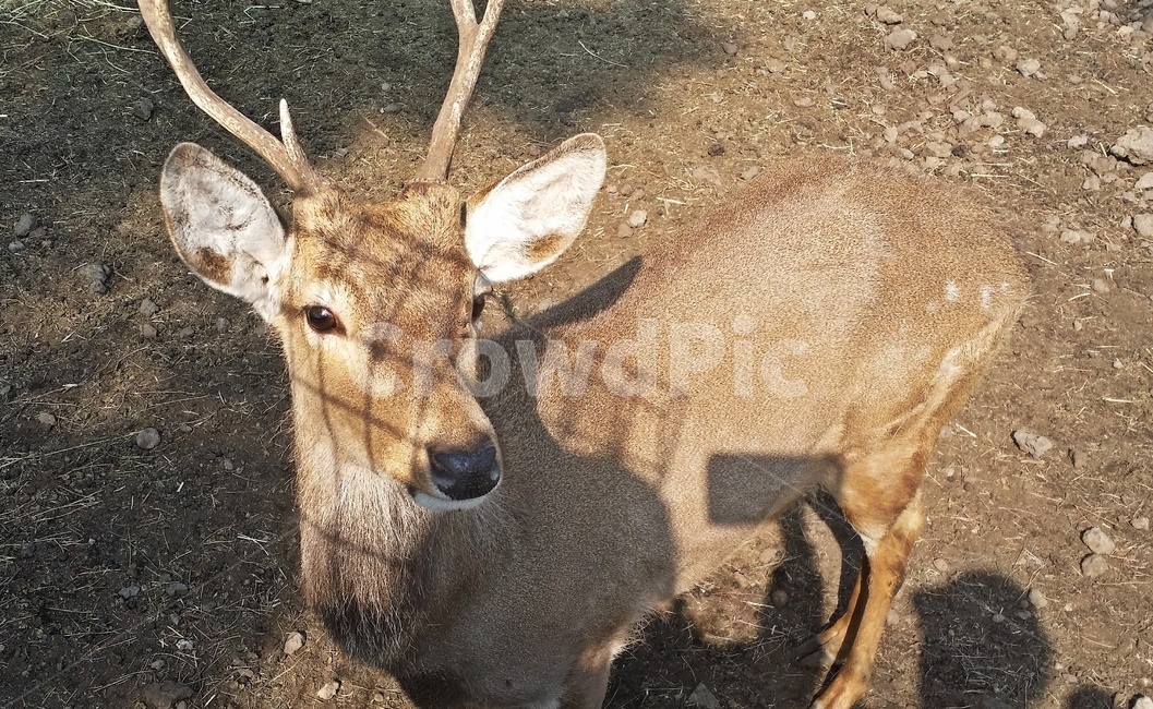 사슴,목장,동물,눈큰사슴,양떼목장,동물,animal,포유류,mammal
