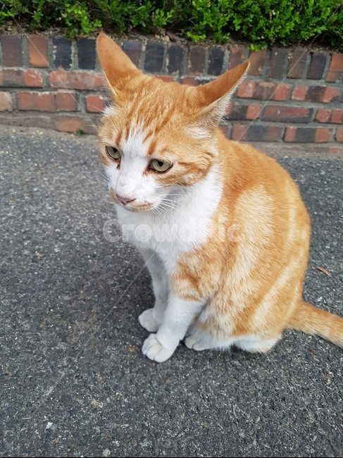 길고양이,고양이,치즈태비,cat,feline,동물,animal,포유류,mammal,고양이,cat,kitten,kitty