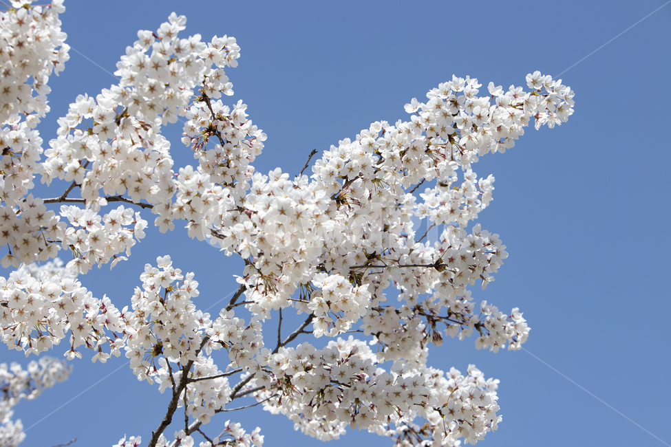 sky,blue sky,Cherry Blossom,nature,tree branch,tree,clear,flower tree,branch,full bloom,flower,outdoor,spring,petal,bloom,background,plant,season,wide open,flower viewing