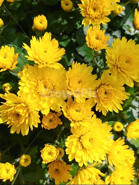 plant,식물,국화,자연,가을,식물,자연,plants,nature,꽃,flower