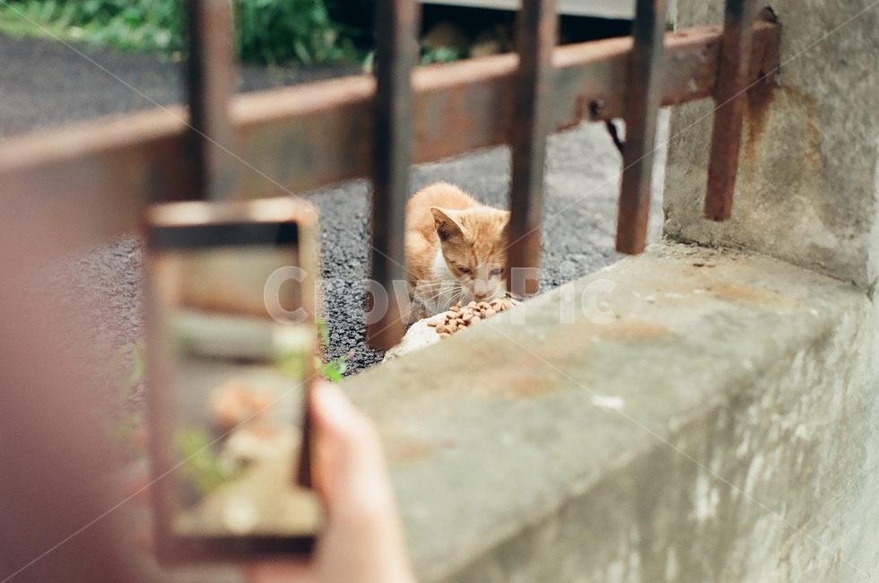 귀여움,야옹,반려동물,cats,mammals,animals,cute,meow,pets,mammal,포유류,cat,고양이,pet,abyssinian,동물,animal,아비시니안,manx,동물,animal,포유류,mammal,고양이,cat,kitten,kitty