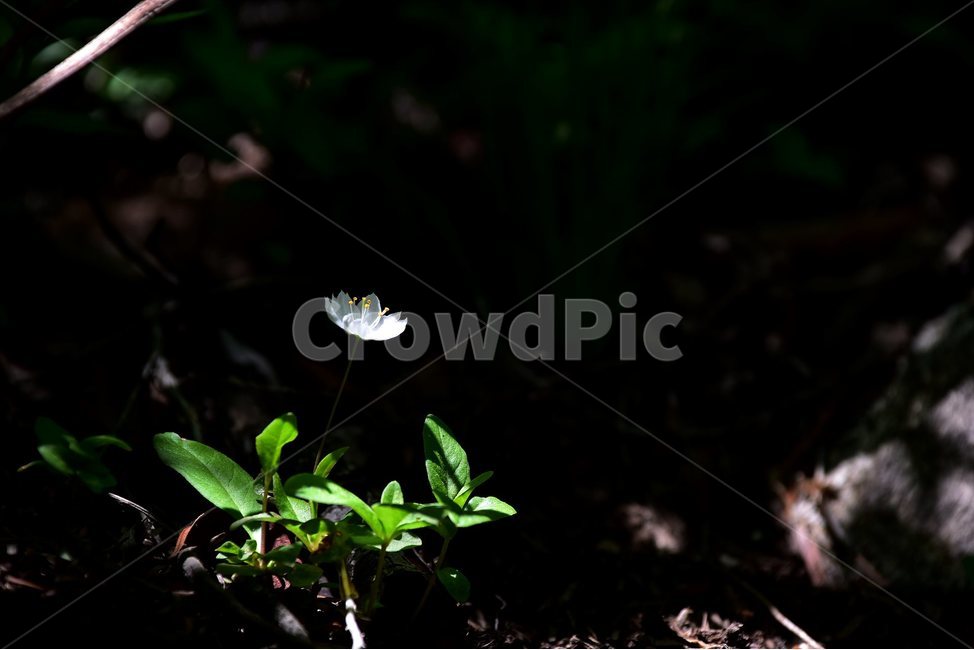 참기생꽃,야생화,꽃,식물,자연,생태,플라워,flower,plants,nature,식물,자연,plants,nature,꽃,flower
