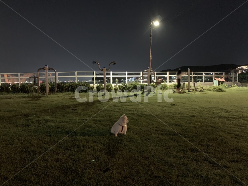 강아지,dog,개,반려견,밤,가로등,운동기구,산책